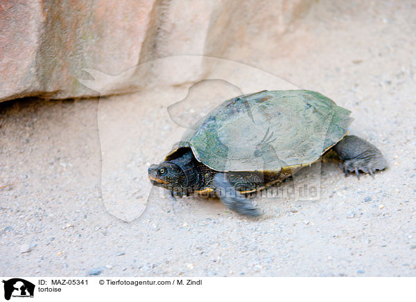 Schildkrte / tortoise / MAZ-05341