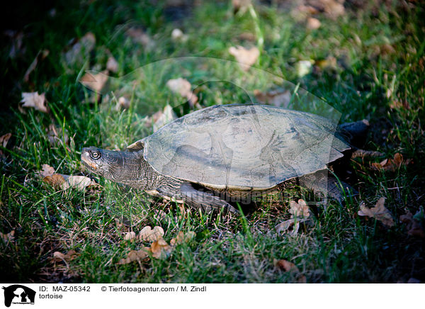Schildkrte / tortoise / MAZ-05342