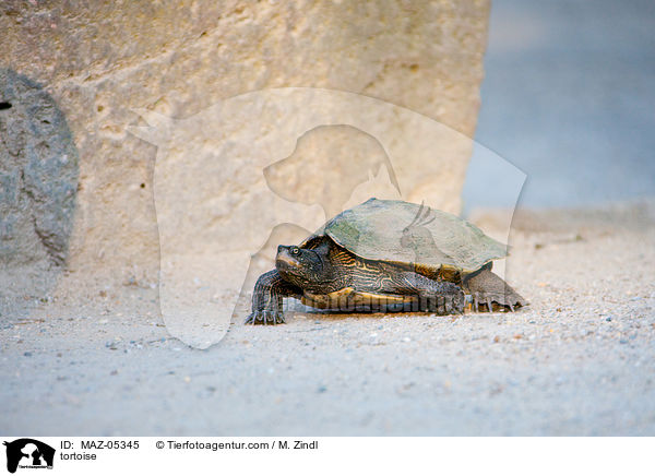Schildkrte / tortoise / MAZ-05345