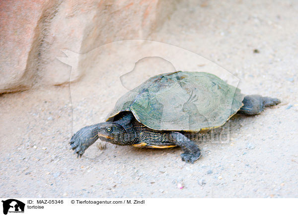 Schildkrte / tortoise / MAZ-05346