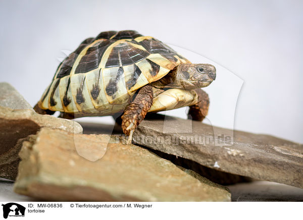 Schildkrte / tortoise / MW-06836