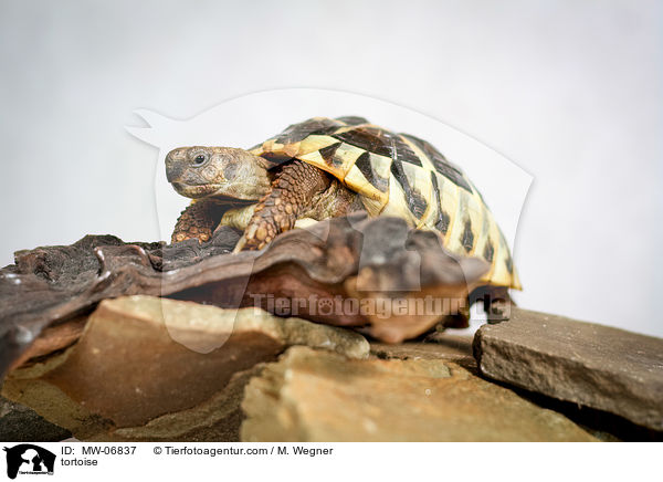 Schildkrte / tortoise / MW-06837