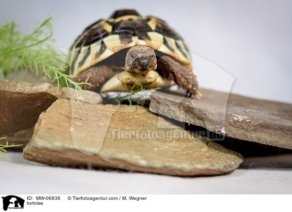 Schildkrte / tortoise / MW-06838