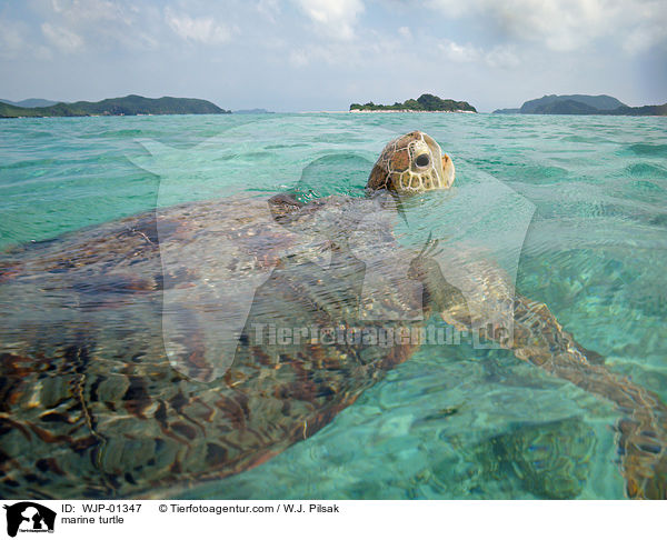 Meeresschildkrte / marine turtle / WJP-01347