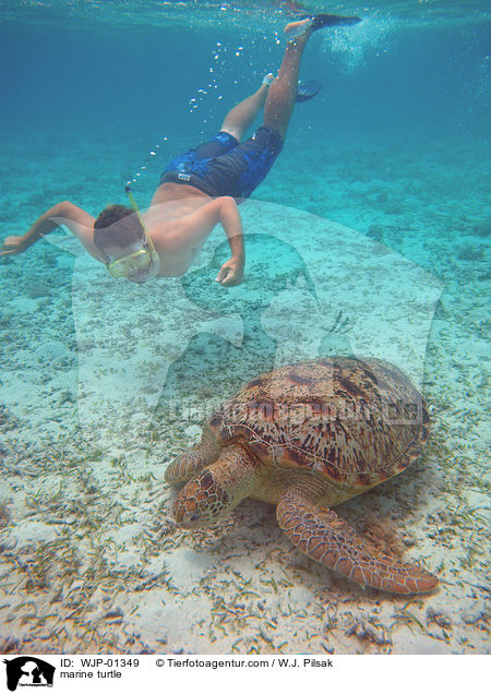 Meeresschildkrte / marine turtle / WJP-01349
