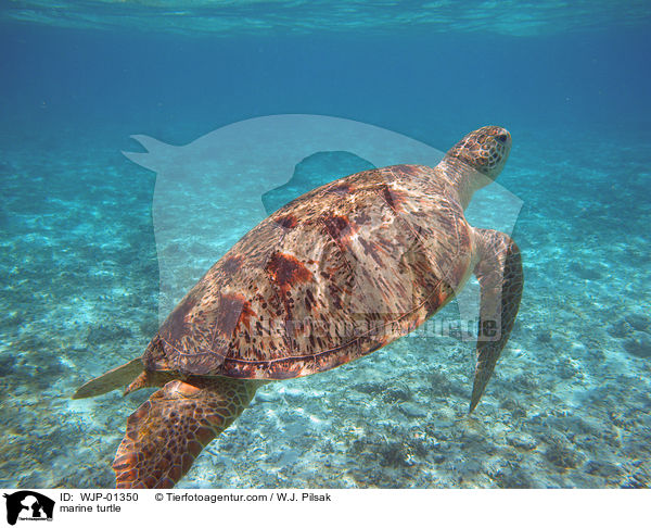 Meeresschildkrte / marine turtle / WJP-01350