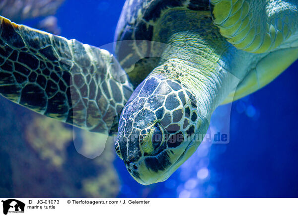 Meeresschildkrte / marine turtle / JG-01073