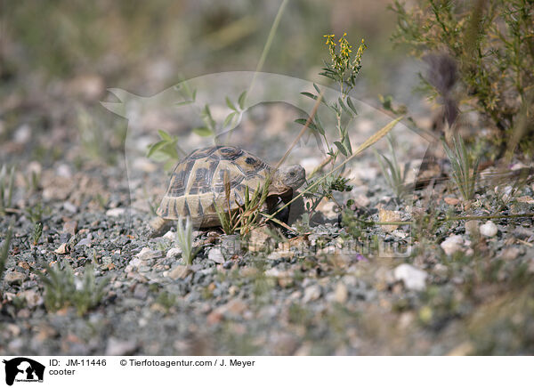 Schildkrte / cooter / JM-11446