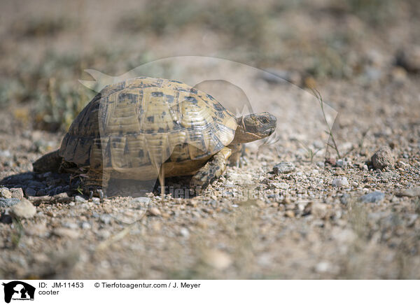 Schildkrte / cooter / JM-11453