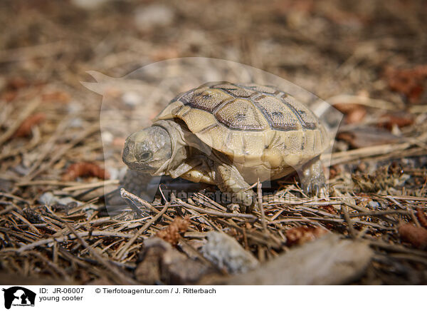 young cooter / JR-06007