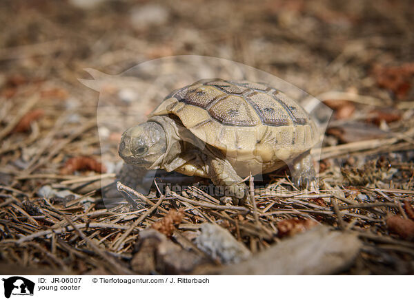 junge Schildkrte / young cooter / JR-06007