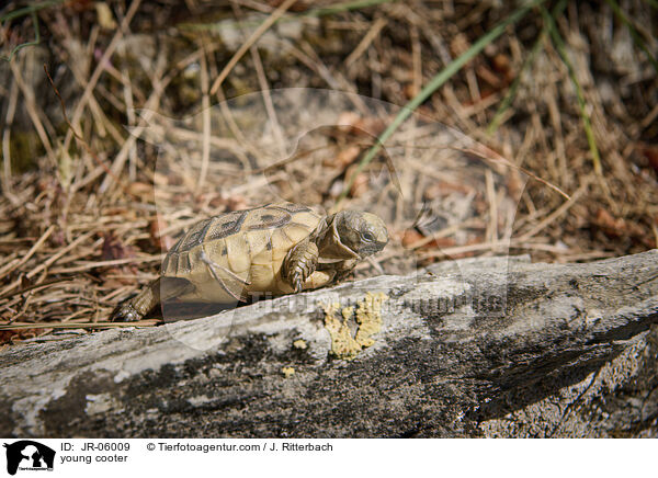 junge Schildkrte / young cooter / JR-06009