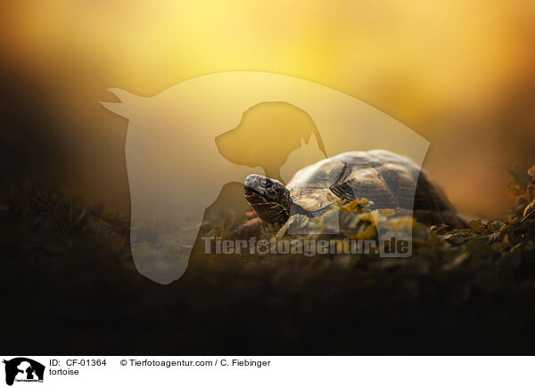 Schildkrte / tortoise / CF-01364