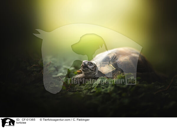 tortoise / CF-01365