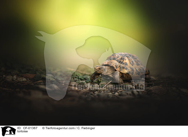 tortoise / CF-01367