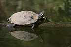 red-eared slider