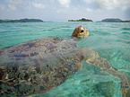 marine turtle