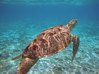 marine turtle