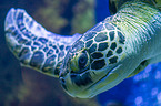 marine turtle