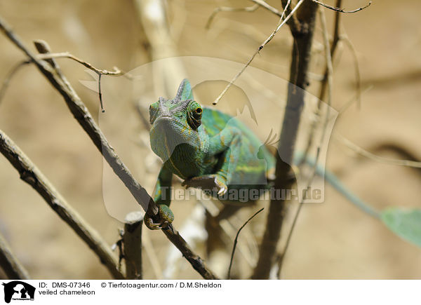 Jemenchamleon / veiled chameleon / DMS-07346