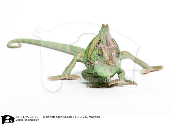 Jemenchamleon / veiled chameleon / FLPA-02102