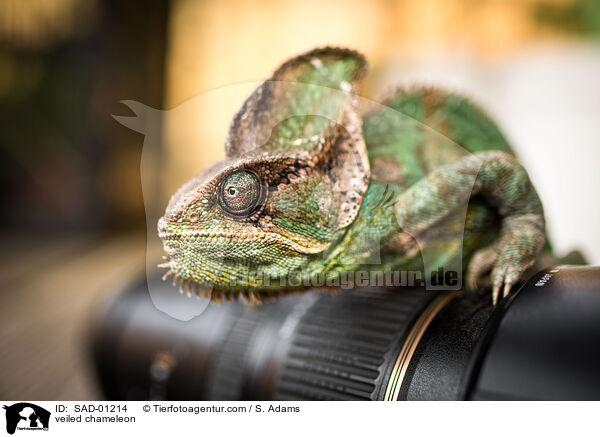 veiled chameleon / SAD-01214