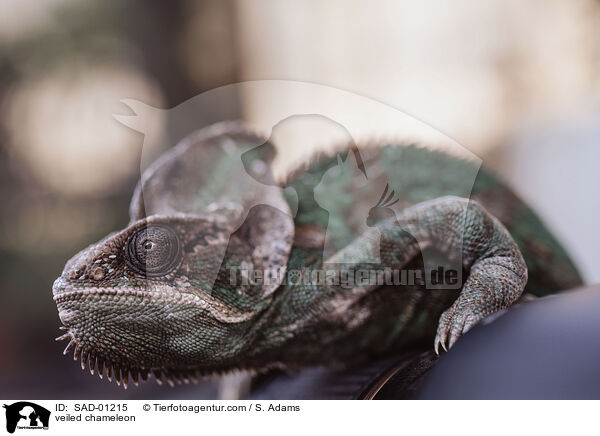 veiled chameleon / SAD-01215