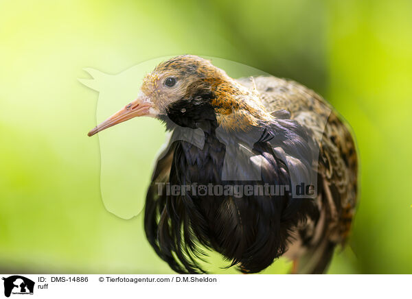 Kampflufer / ruff / DMS-14886