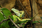 veiled chameleon