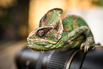 veiled chameleon