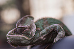 veiled chameleon