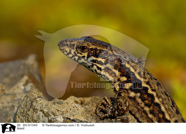 Mauereidechse / lizard / DV-01340