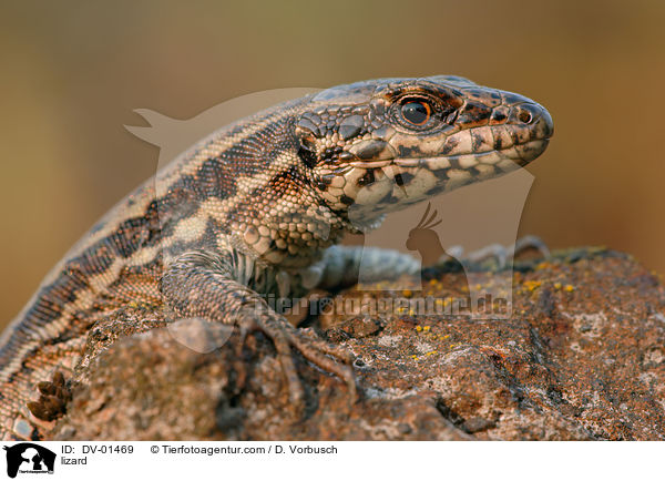 lizard / DV-01469
