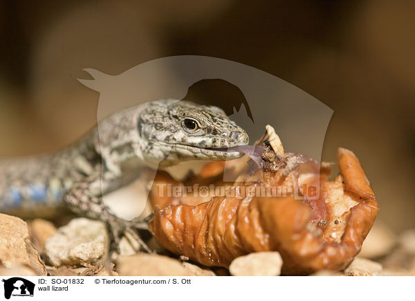 wall lizard / SO-01832