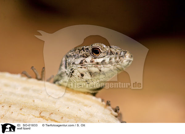 wall lizard / SO-01833