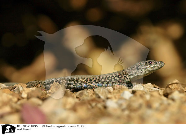 Mauereidechse / wall lizard / SO-01835