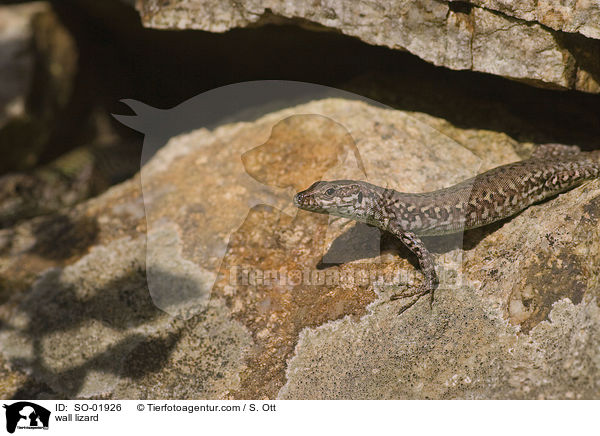 wall lizard / SO-01926