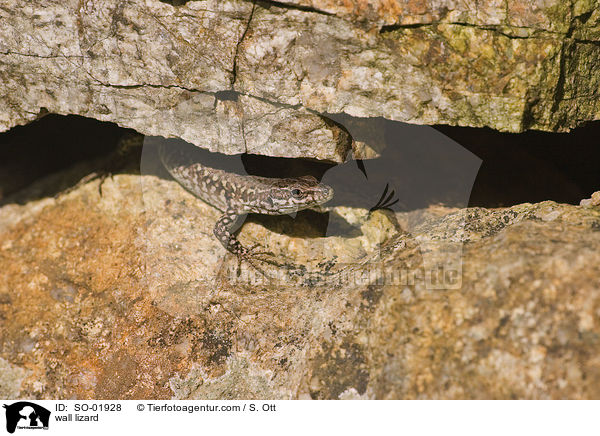 Mauereidechse / wall lizard / SO-01928