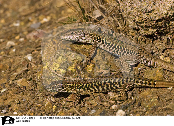 Mauereidechsen / wall lizards / SO-01961