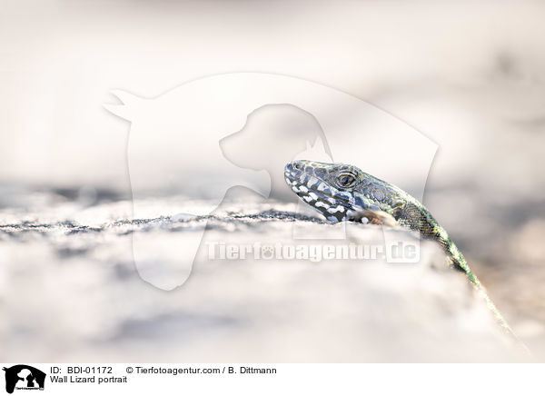 Mauereidechse Portrait / Wall Lizard portrait / BDI-01172