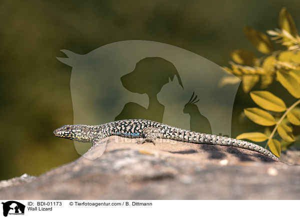 Wall Lizard / BDI-01173