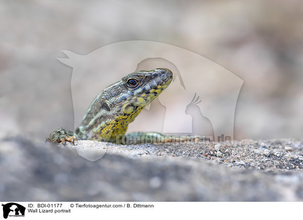 Mauereidechse Portrait / Wall Lizard portrait / BDI-01177