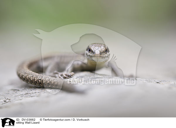 sitzende Mauereidechse / sitting Wall Lizard / DV-03662