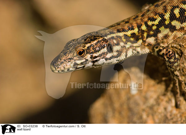 wall lizard / SO-03238