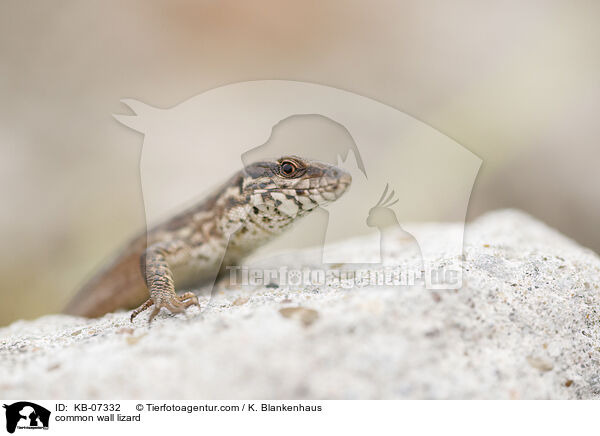 Mauereidechse / common wall lizard / KB-07332