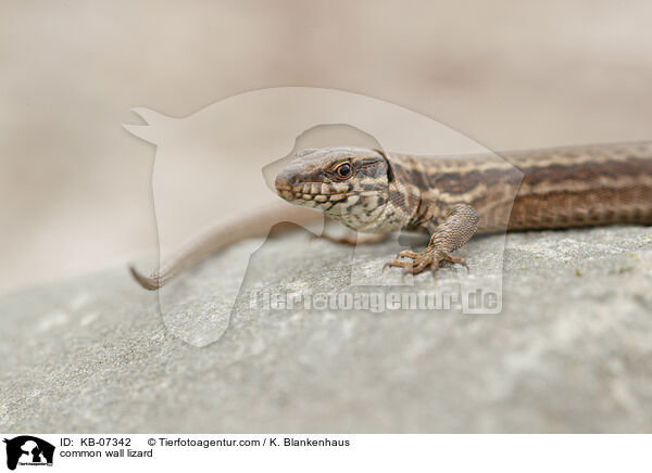 common wall lizard / KB-07342