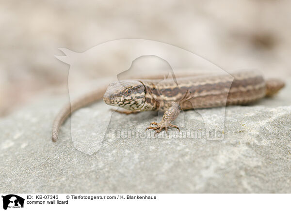common wall lizard / KB-07343