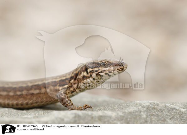 Mauereidechse / common wall lizard / KB-07345