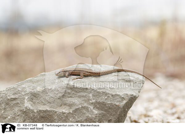 common wall lizard / KB-07348