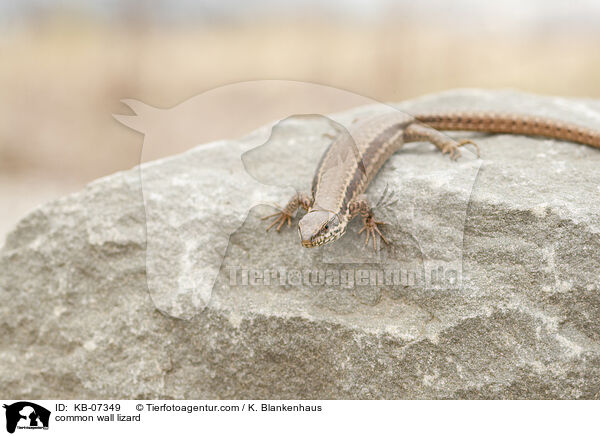 Mauereidechse / common wall lizard / KB-07349